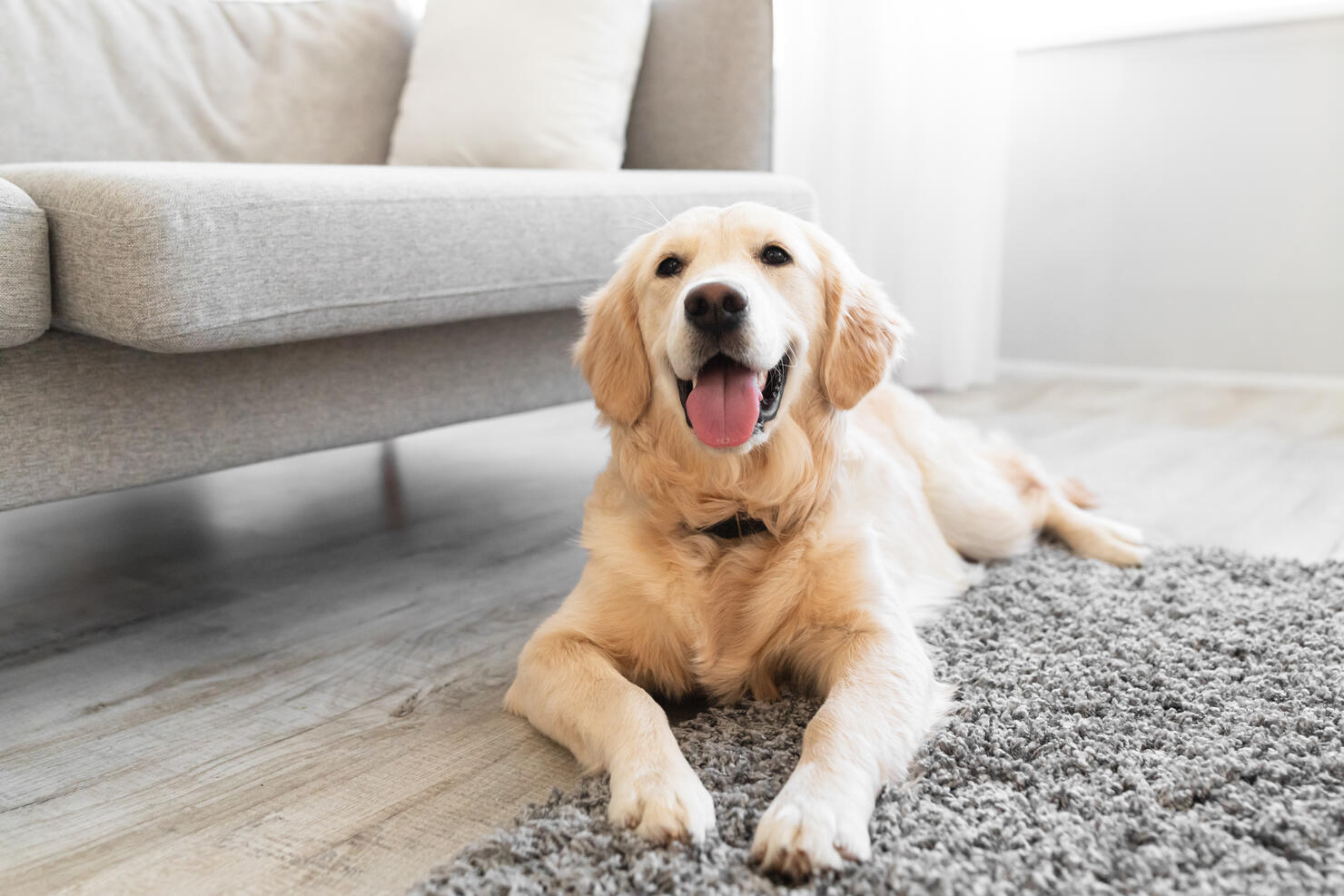 Portrait of cute dog lying on the floor carpet