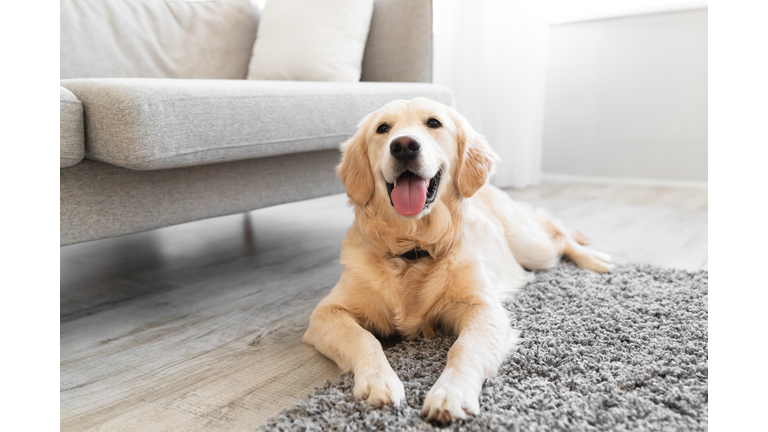 Portrait of cute dog lying on the floor carpet