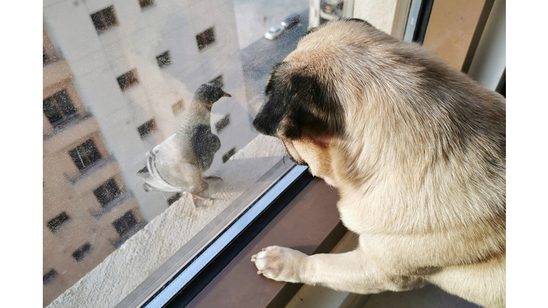 Close-Up Of A Dog Looking Through Window