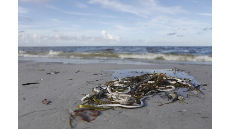 Red Tide is Back and Currently Present on Several Sarasota County Beaches