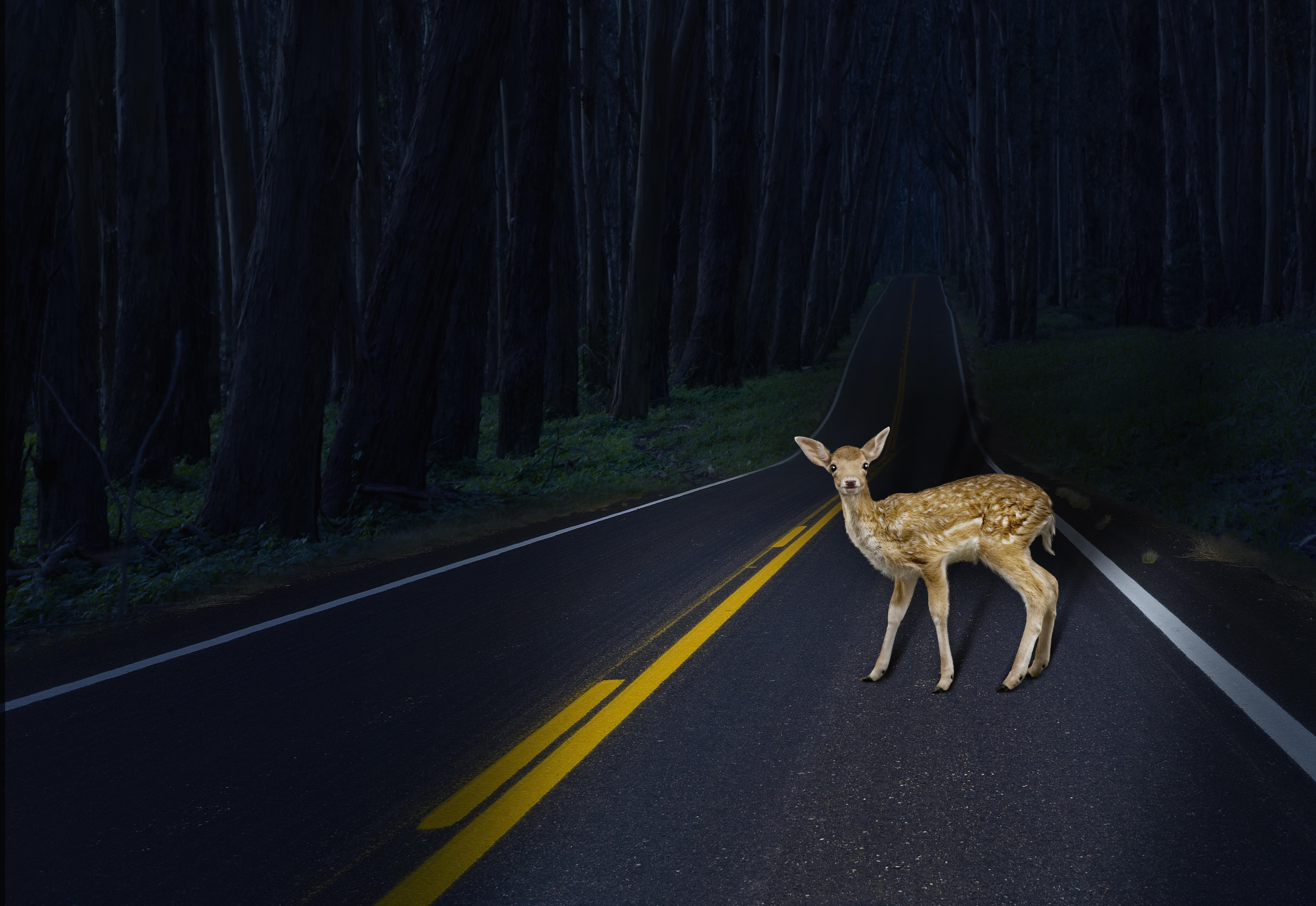 Deer Flies Through Windshield, Into Cab Of Missouri Semi-Truck | iHeart