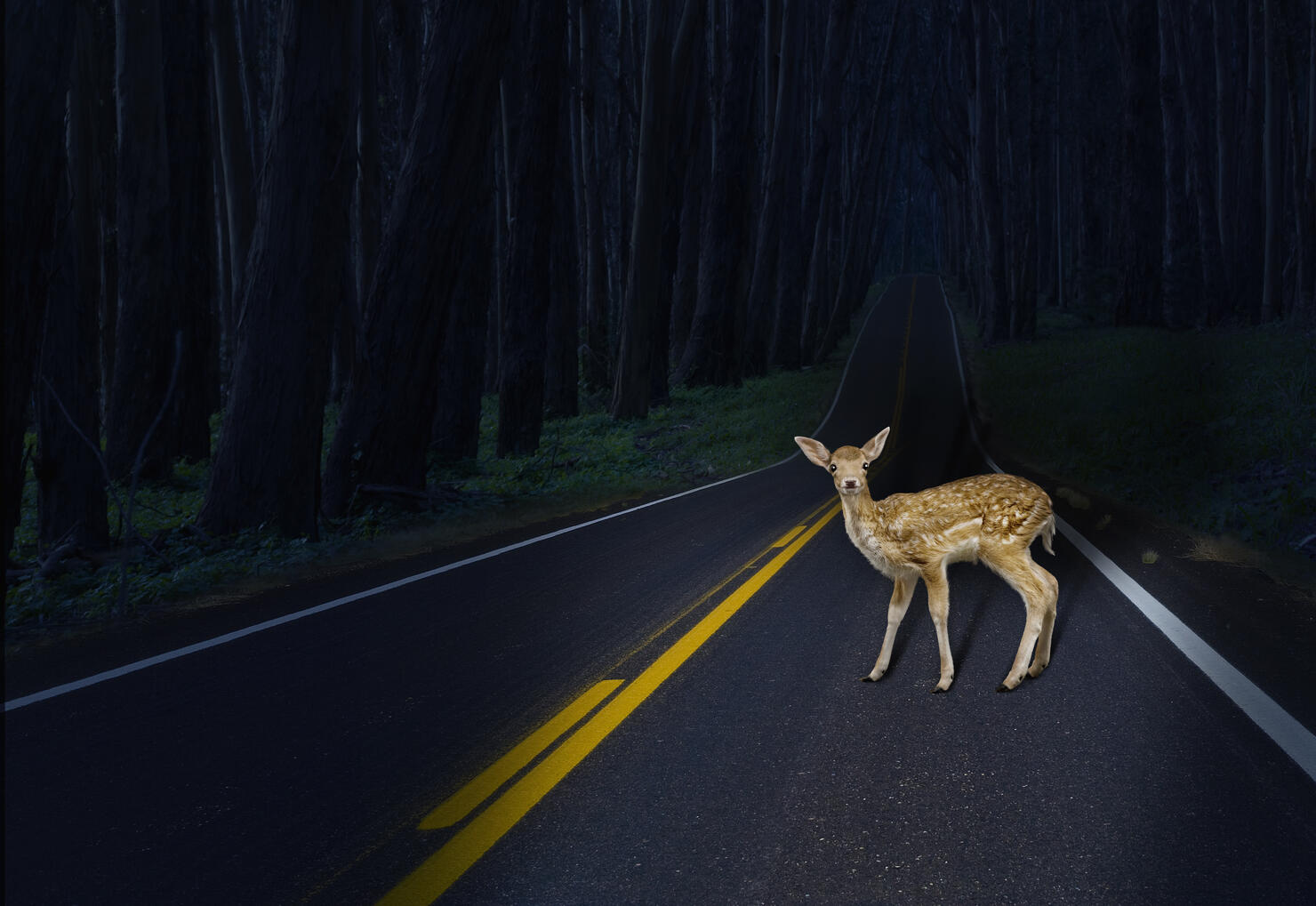 Deer caught in headlights on rural road