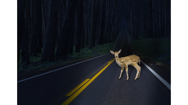 Deer caught in headlights on rural road