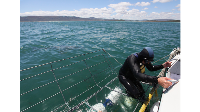 Cage Diving With Great White Sharks In South Africa