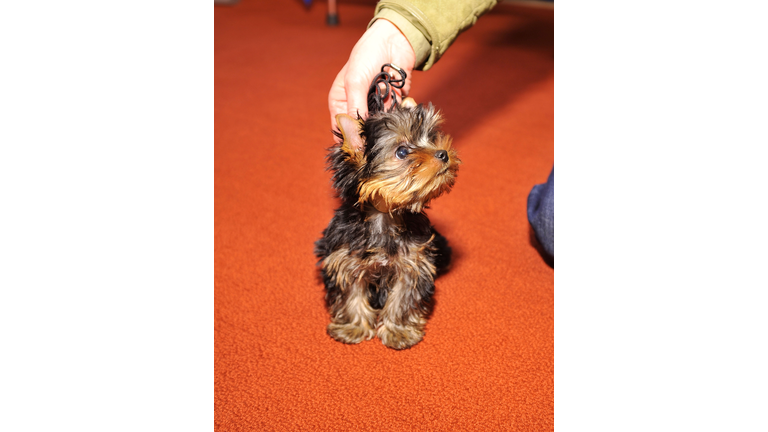 American Kennel Club Announces Most Popular Dogs In The U.S.