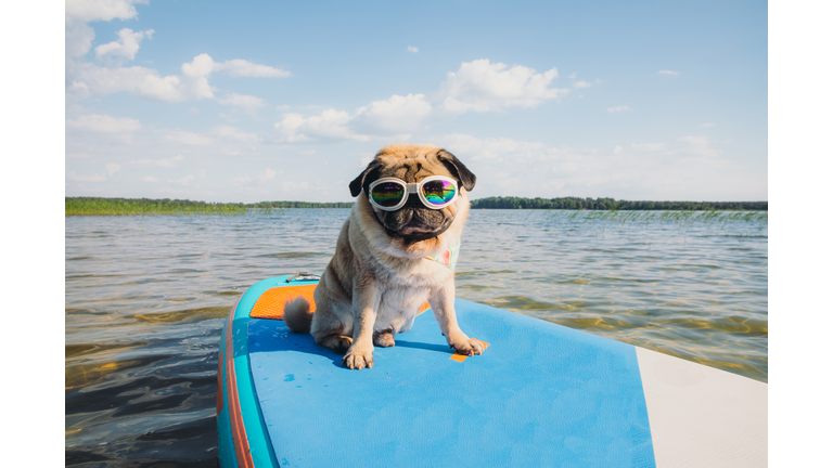 it's a paddle board time!