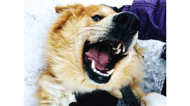 Close-Up Of Dog Playing In Snow