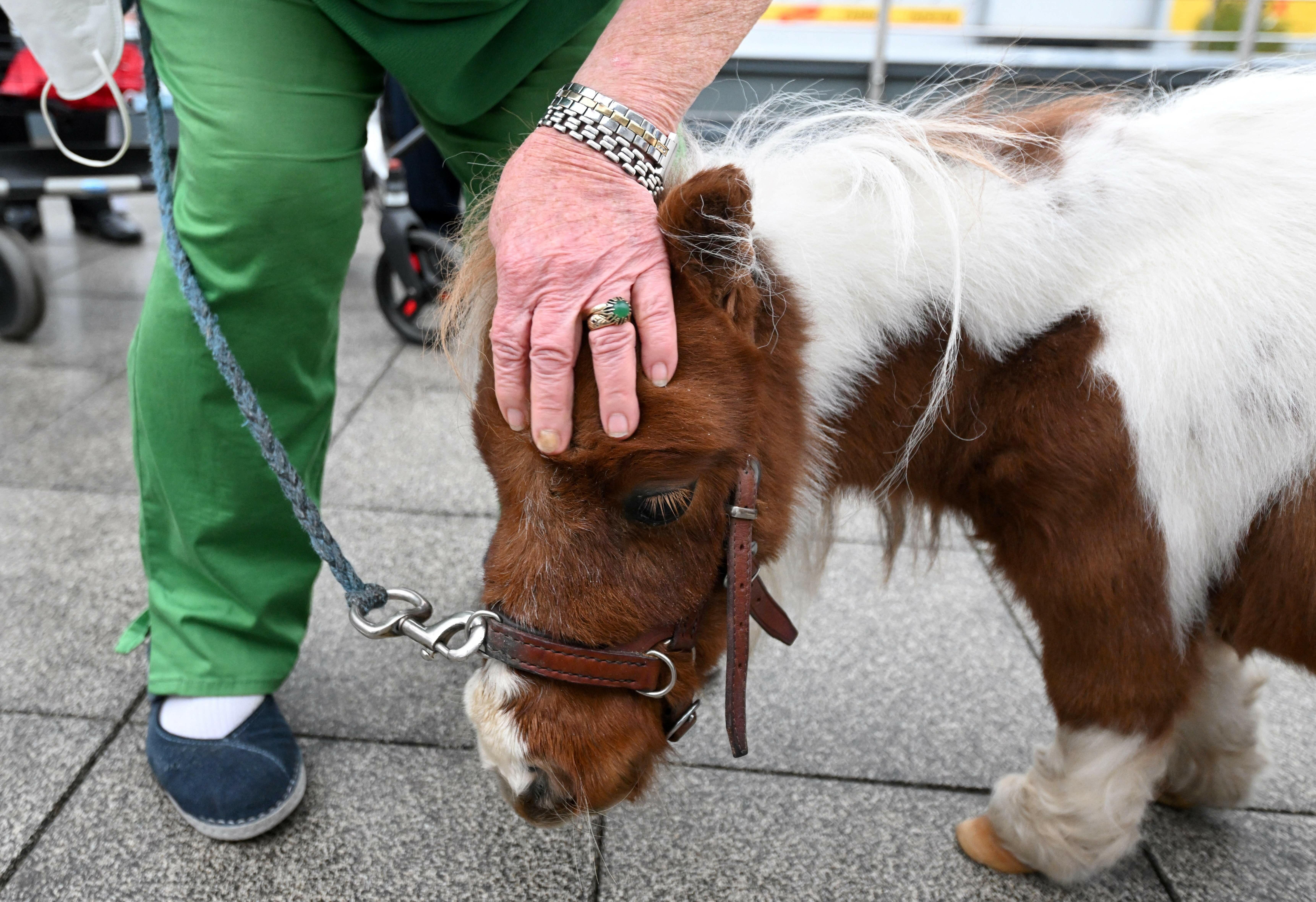 Federa per piumoni Mini Pony Shetland IV 