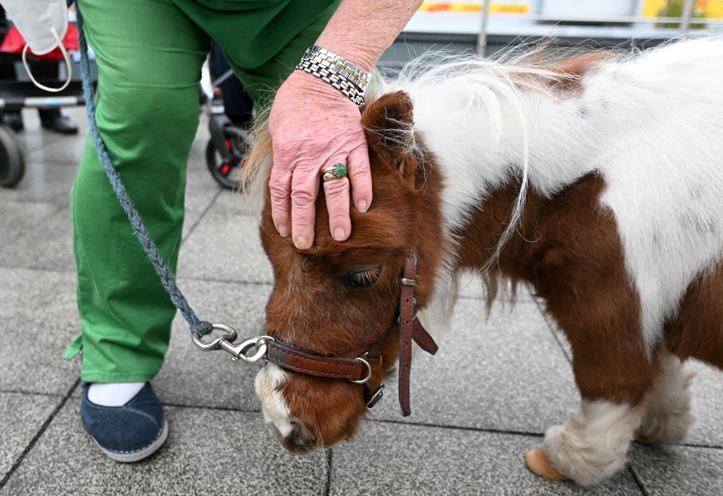 GERMANY-ANIMAL-PONY