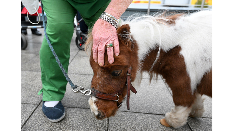 GERMANY-ANIMAL-PONY