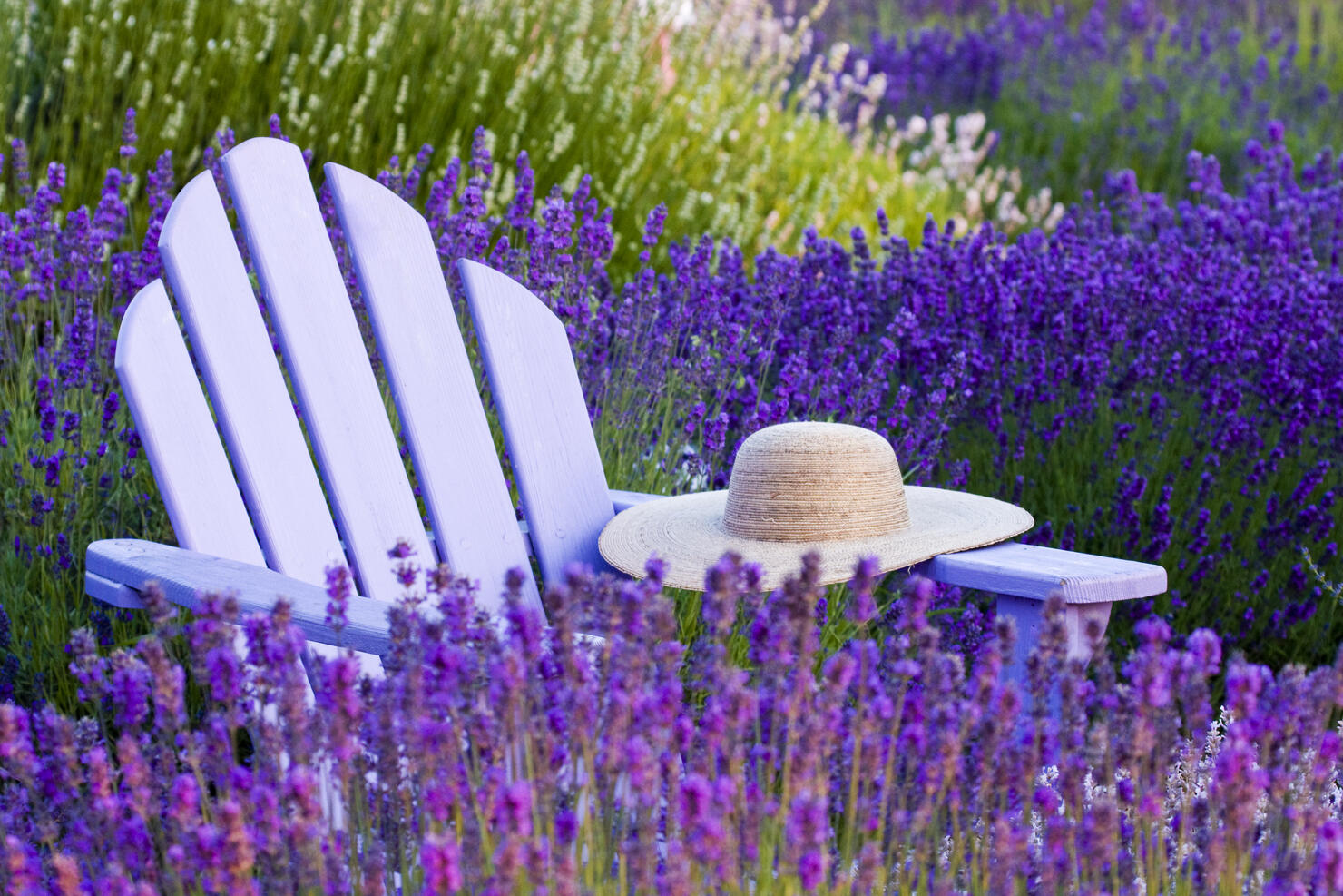 Hat and Adirondack Chair in Lavender Field