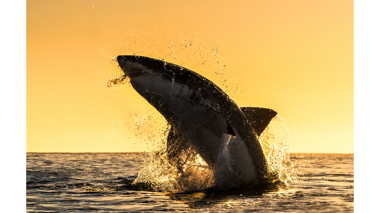 jumping Great White Shark.