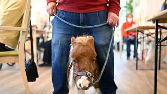 World's Smallest Pony Has To Wait Until Age 4 To Win Guinness Record