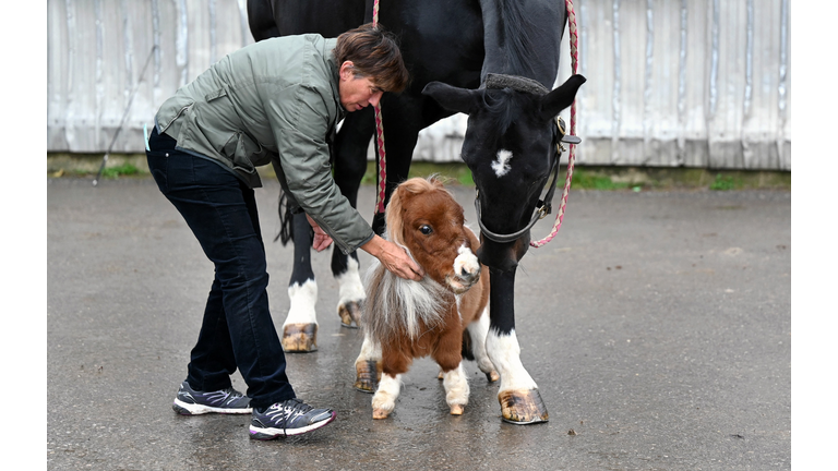 GERMANY-ANIMAL-PONY