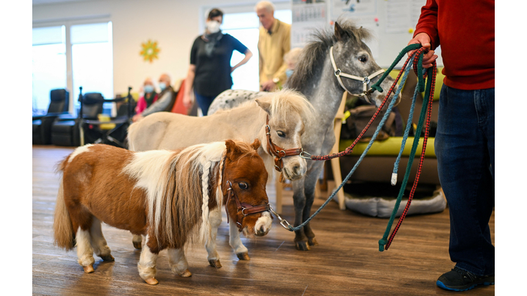 GERMANY-ANIMAL-PONY