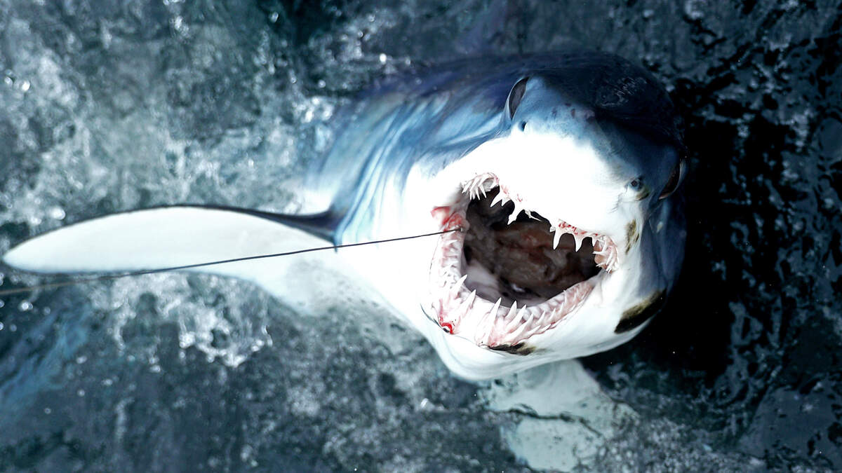 Crazy Video Watch as a Large Mako Shark Jumps Onto a Fishing Boat