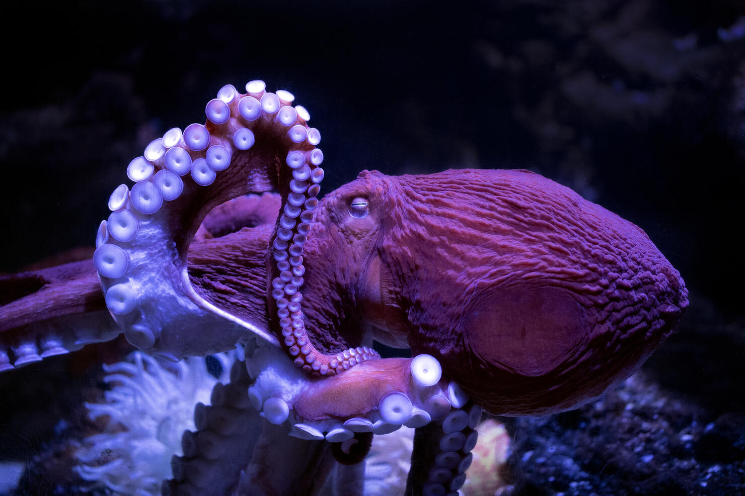 WATCH Wild Octopuses Throw Shells At Each Other In Underwater Fight