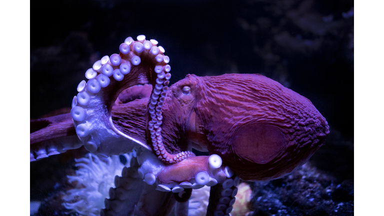 octopus