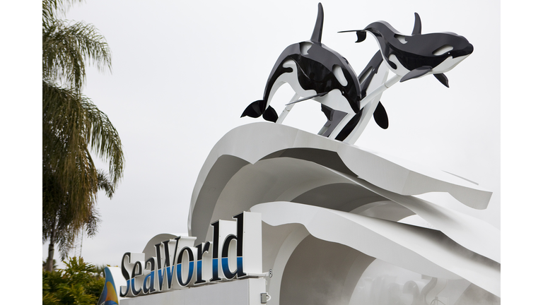 Killer Whale Kills Trainer Before Show At SeaWorld