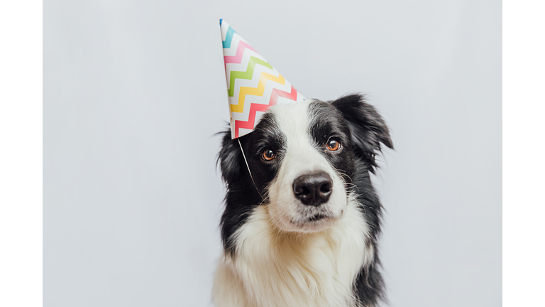 Happy Birthday party concept. Funny cute puppy dog border collie wearing birthday silly hat isolated on white background. Pet dog on Birthday day