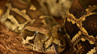 PIC: Massive 14-Foot Python Caught In Front Of Miami-Dade Business