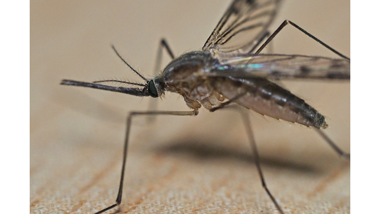 Sarasota County Health Officials Recommend Continued Caution to Prevent Mosquito Borne Disease