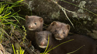 10,000 Mink Still Running Loose In Ohio After Being Freed By Unknown Vandal