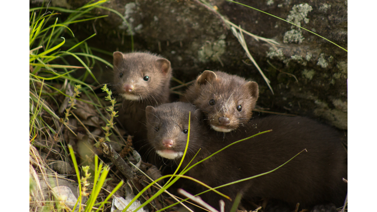 Curious Mink Family