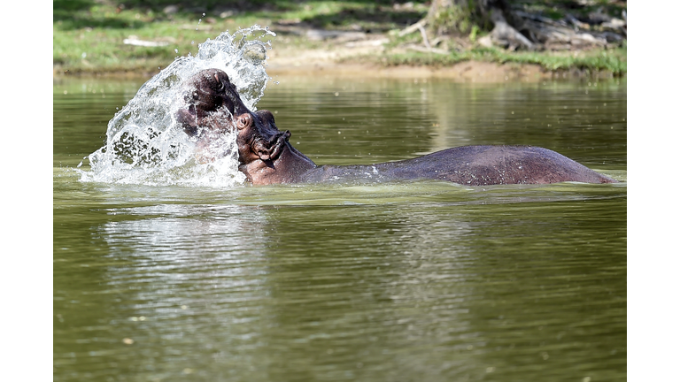 COLOMBIA-ANIMAL-ZOO-HIPPO