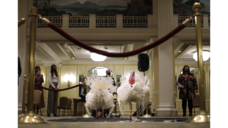 National Thanksgiving Turkeys Introduced In Washington, DC