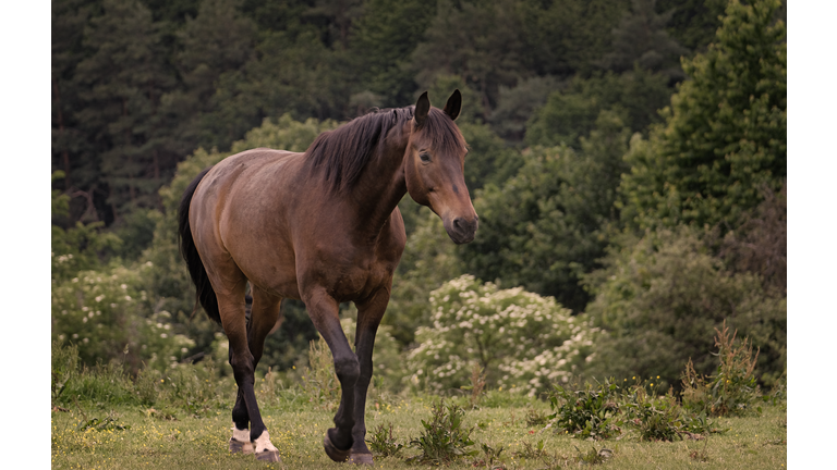 Horse Standing In A Field