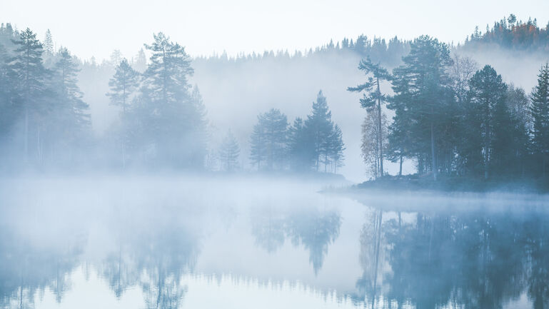 Forest covered in morning mist