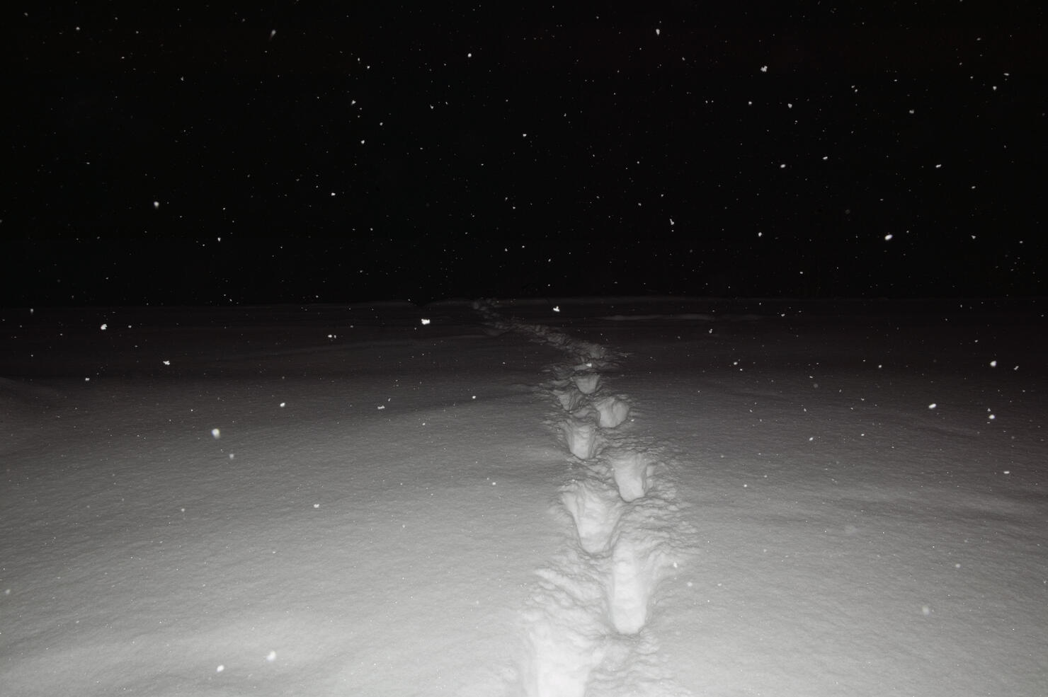 Sweden, Porjus Norrbotten, Footprints in snow