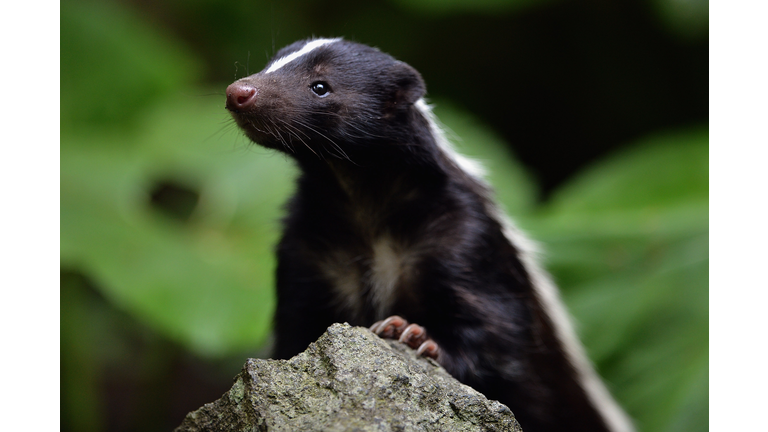 Flo The Skunk Arrives At Edinburgh Zoo