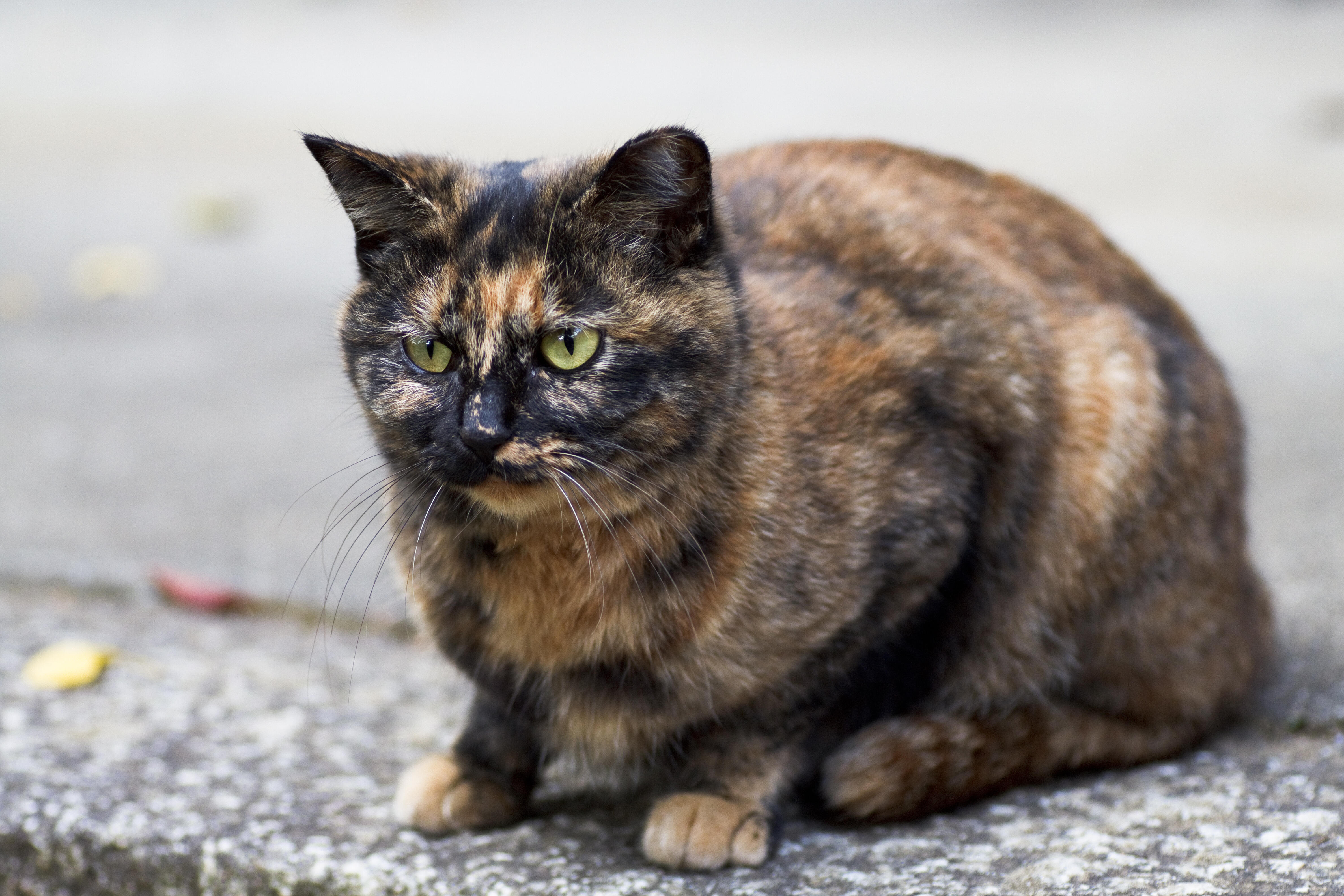 Stray mama cat steals bag of chicken to feed her kids  WCOS