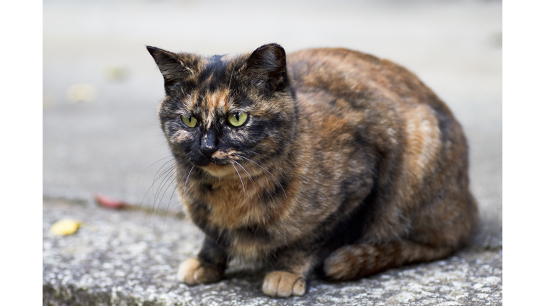 Tortoiseshell Cat