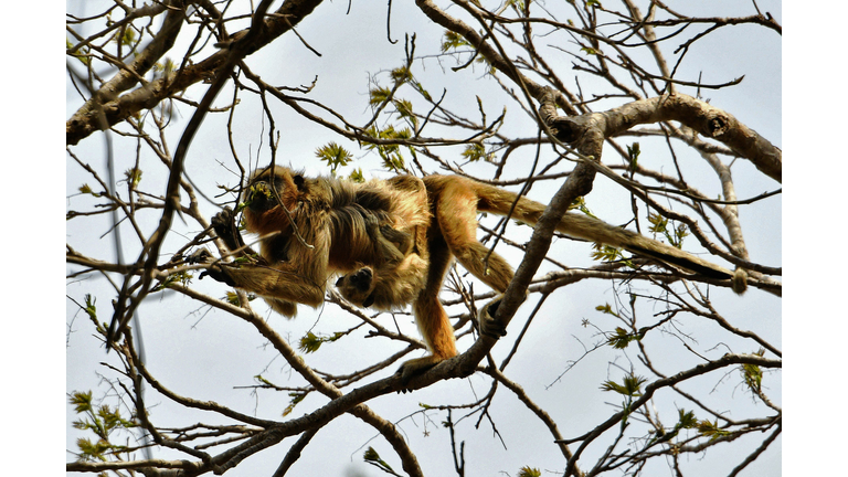 BOLIVIA-UN-COP26-CLIMATE-WILDLIFE