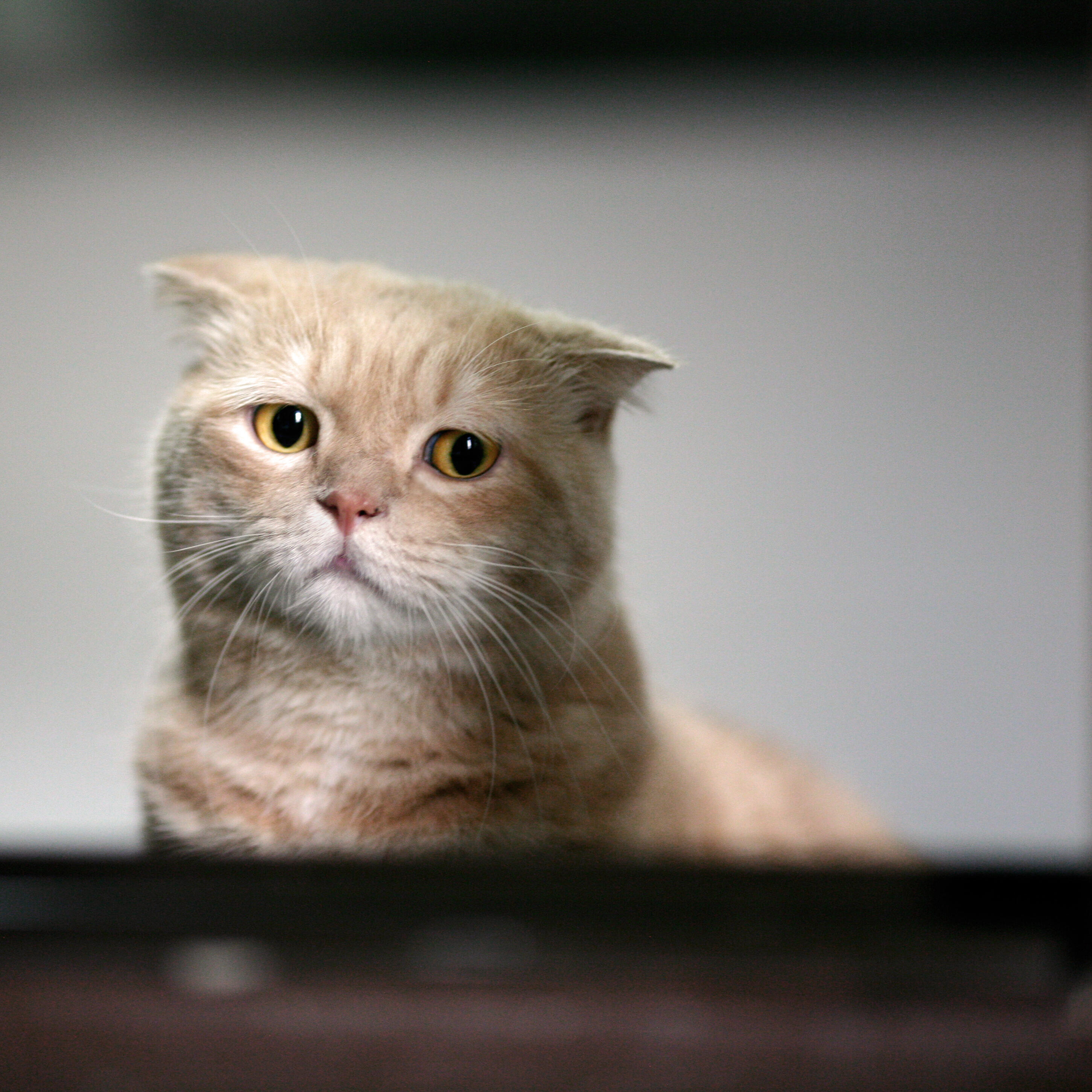 Flight Attendant Has To Grab Cat That Got Loose On A Plane  Today's KOOL 105.5