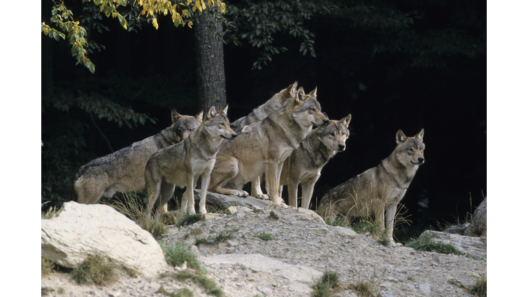 Pack of Gray Wolves