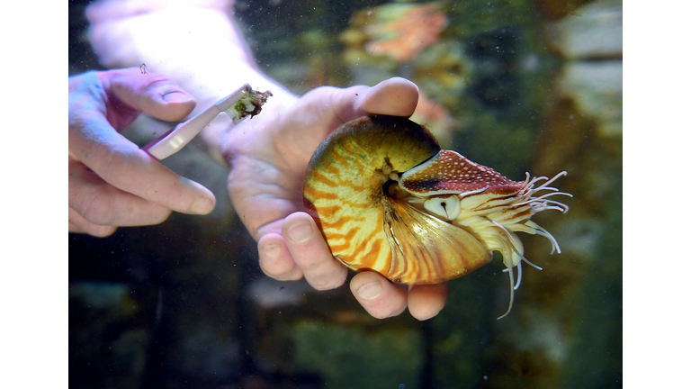 GERMANY-ANIMALS-AQUARIUM-NAUTILUS