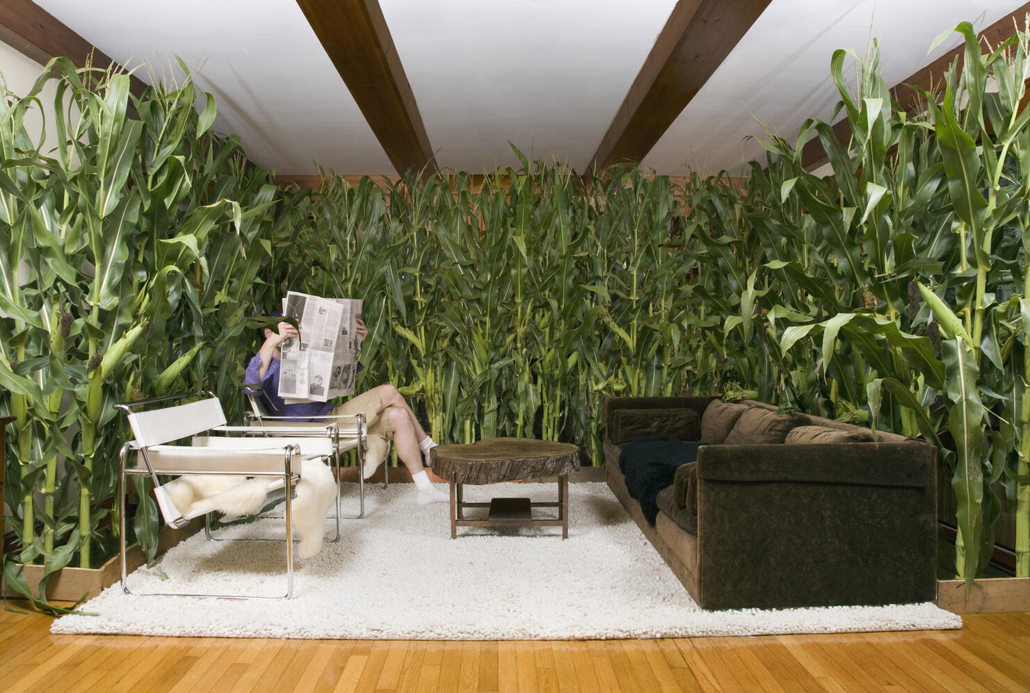 Man reading paper in room with corn