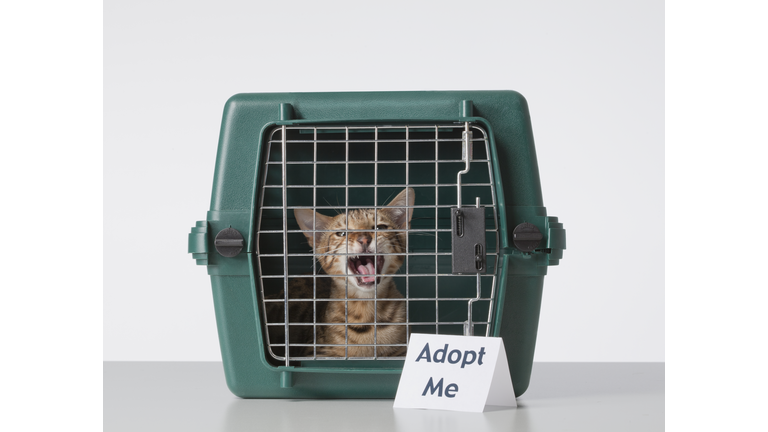 Bengal Cat in Cat Carrier with Adopt Me Sign