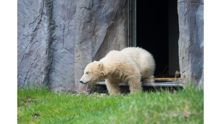 GERMANY-ANIMALS-ZOO-POLAR-BEAR