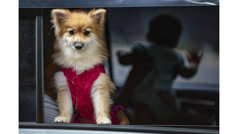 Pets Blessed By Priest At Philippines Drive-In