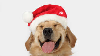 Sad? stop it!  Watch your Daily Dog Video!