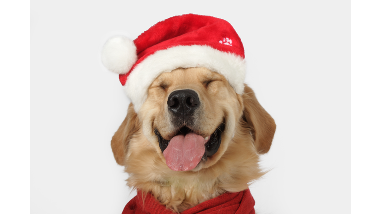 Golden retriever smiling Santa hat red scarf