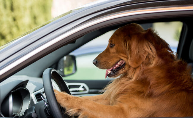 Dog driving a car