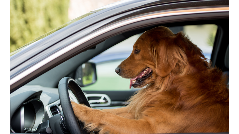 Dog driving a car