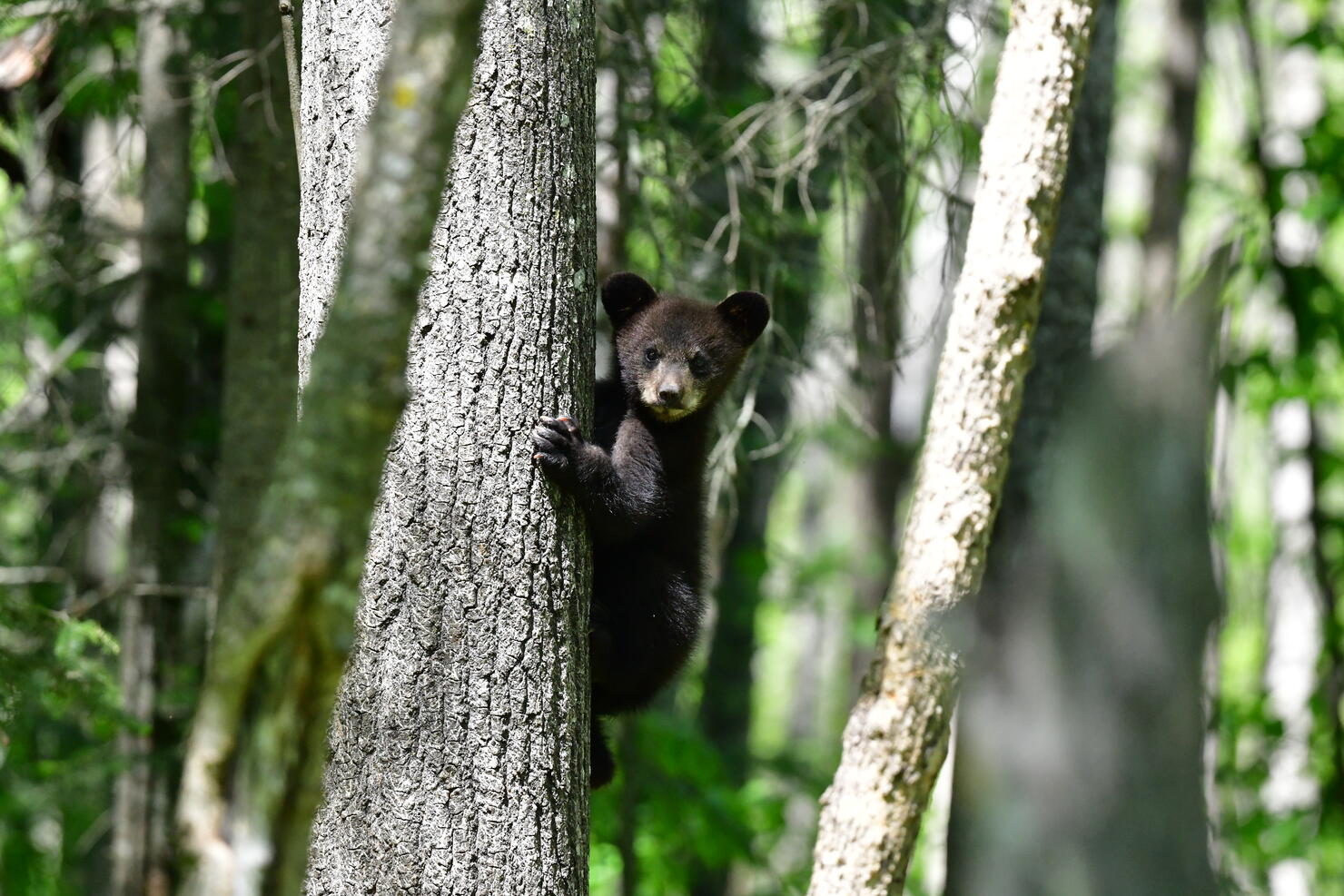 Bear Cub in the Woods