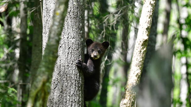 WATCH: People Pull Bear Cubs From Trees To Take Selfies